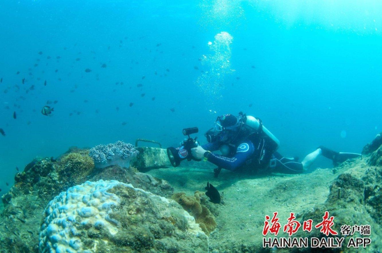 动物帮帮忙保卫家园